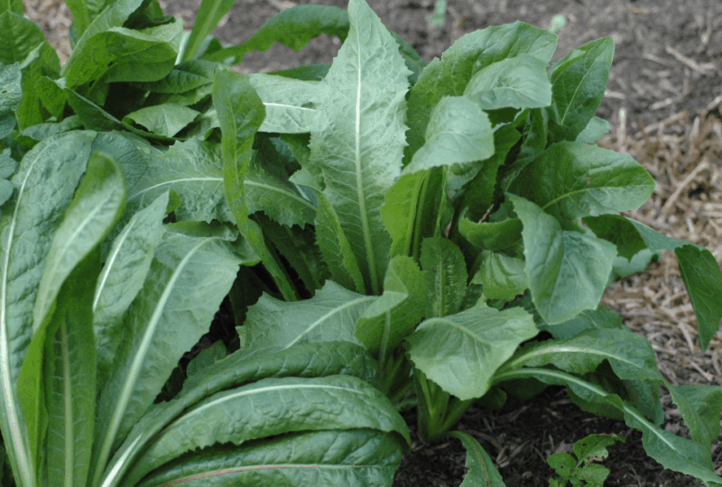root chicory healthy crop