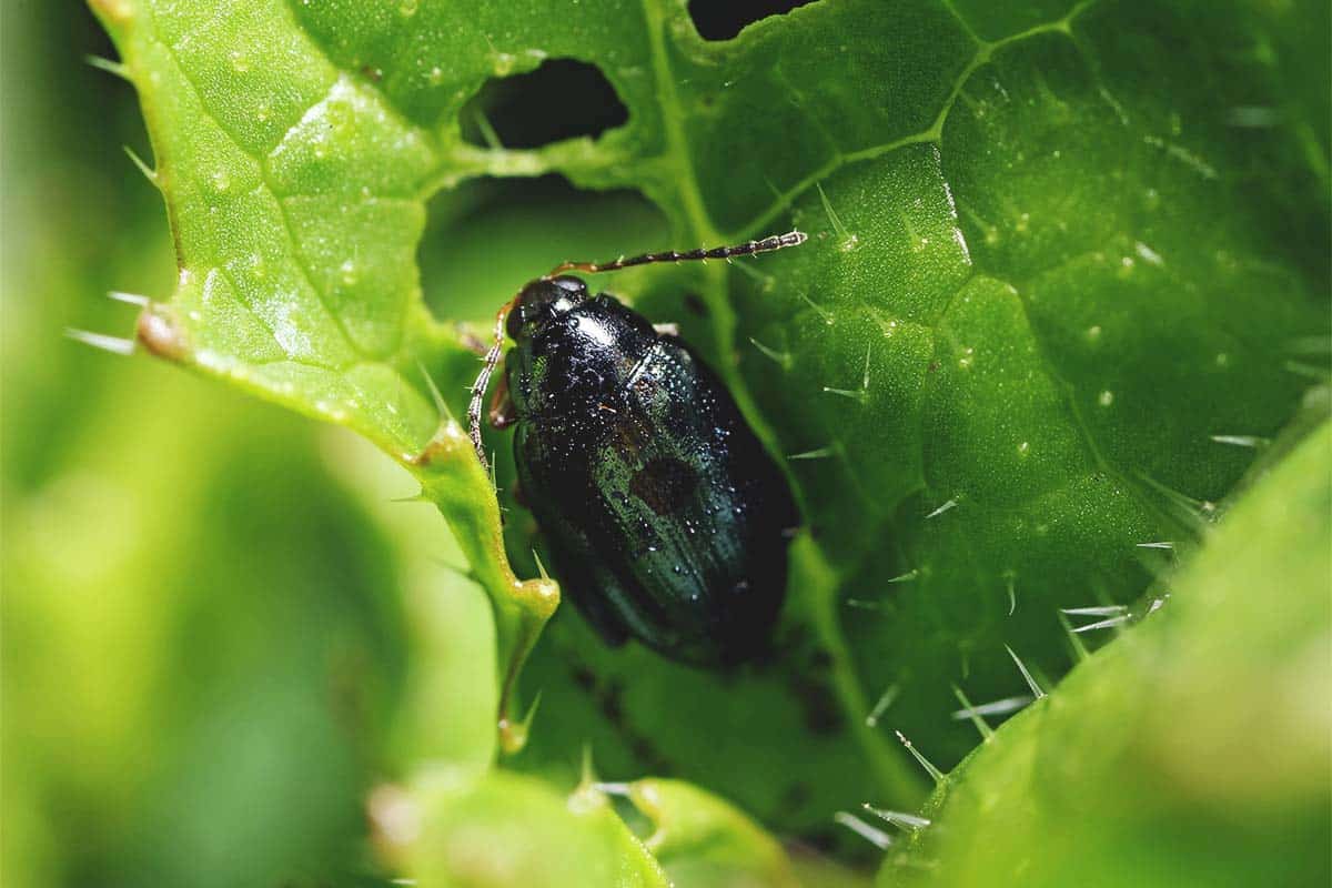 Flea Beetles How To Identify Eliminate And Prevent This Garden Pest