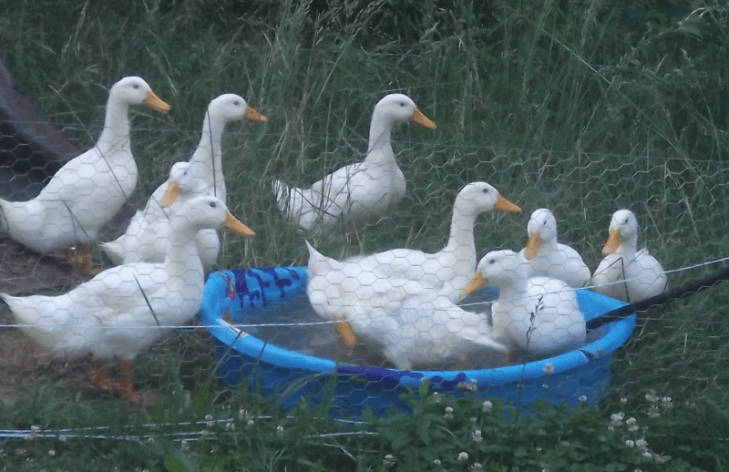 intensive manure collection for your duckquaponics is done with a kiddies pool