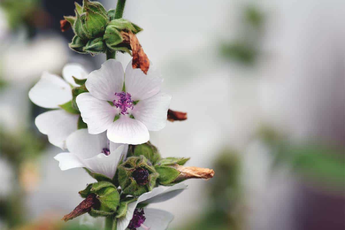 Marshmallow Plant Althaea Officinalis Growing Guide Care