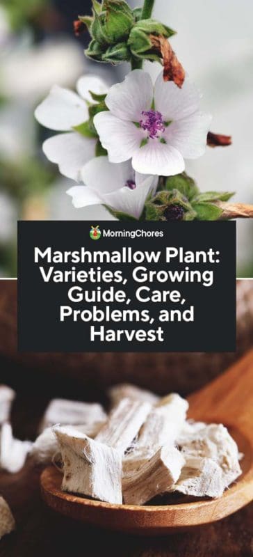 Marshmallow Plant Althaea Officinalis Growing Guide Care