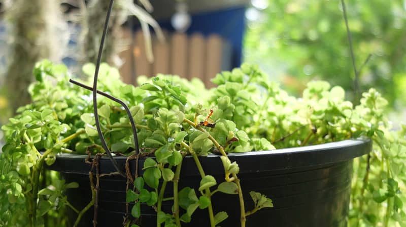 How to Get Rid of Ants in Your Potted Plants
