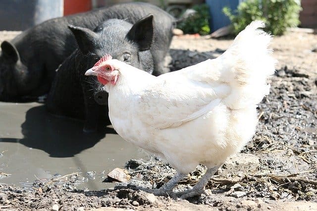 pigs and chickens raised together are used to each other