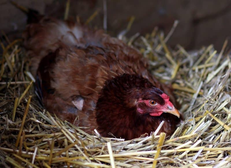 hens on eggs can make particular chicken noises