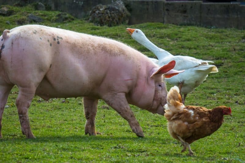 a pig, a chicken, and a goose walked into a bar...