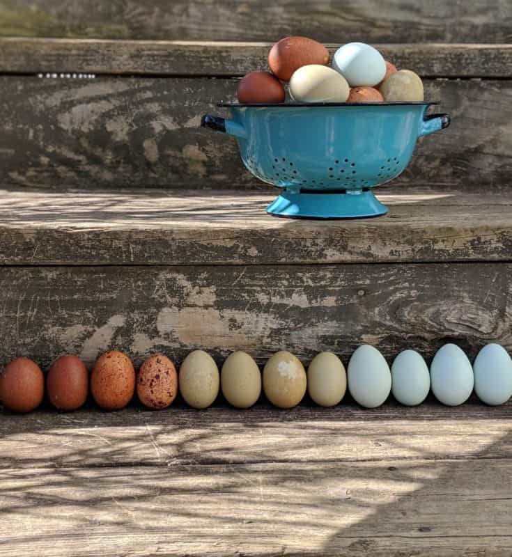 breeding for egg color