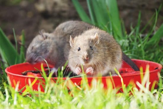 6 Tips for Preventing Rats on Your Homestead or Farm