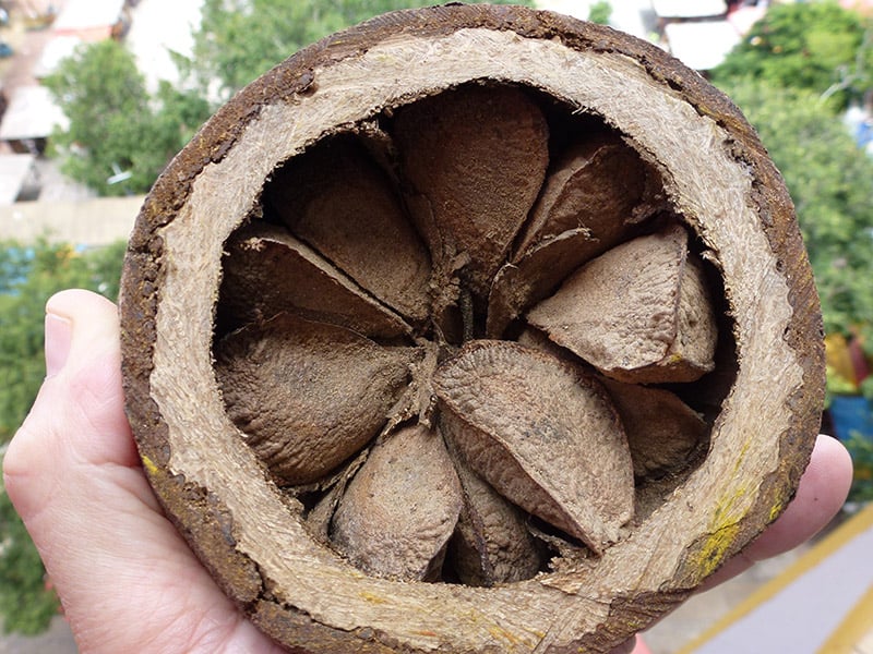 Original Brazil Nut