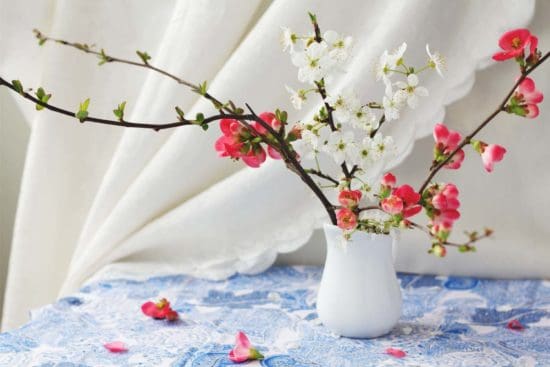 Forcing Flowering Branches to Bring Early Spring Blossoms Indoors