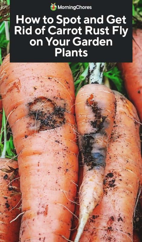 How to Spot and Get Rid of Carrot Rust Fly on Your Garden ...
