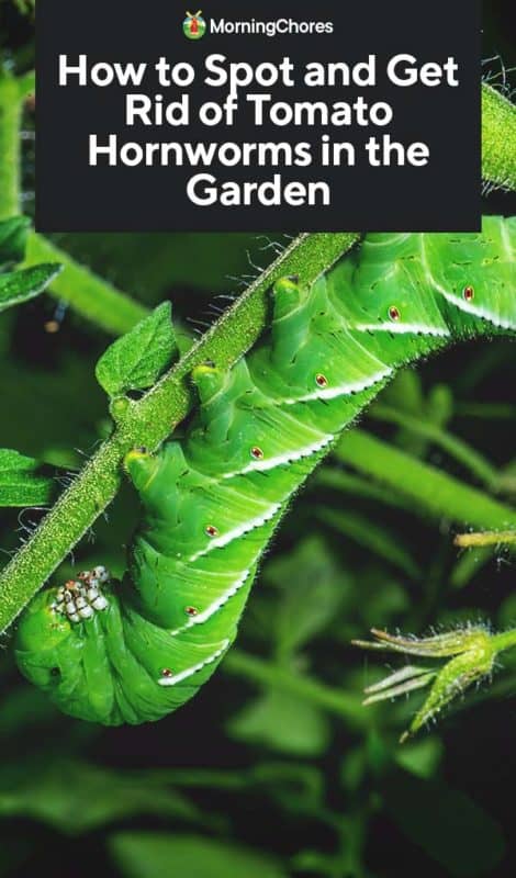 How To Get Rid Of Tomato Hornworms? 