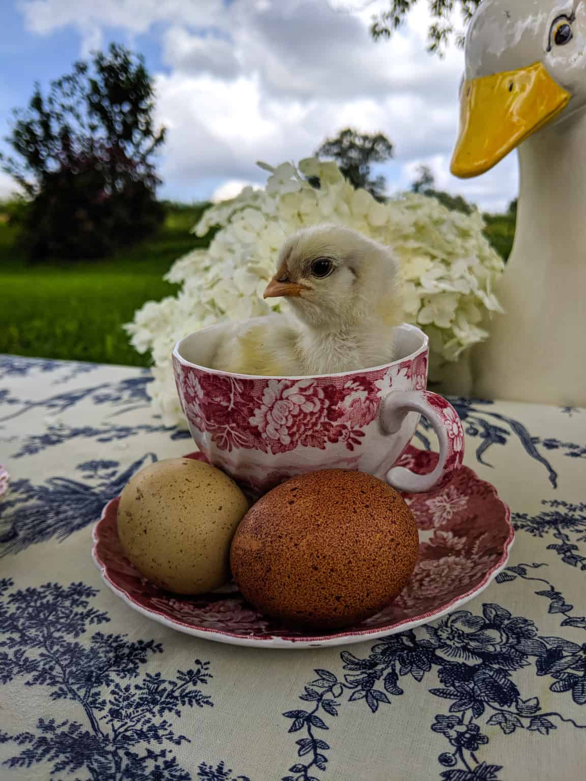 Can You Keep Ducks and Chickens Together?