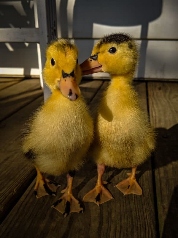 magpie ducks