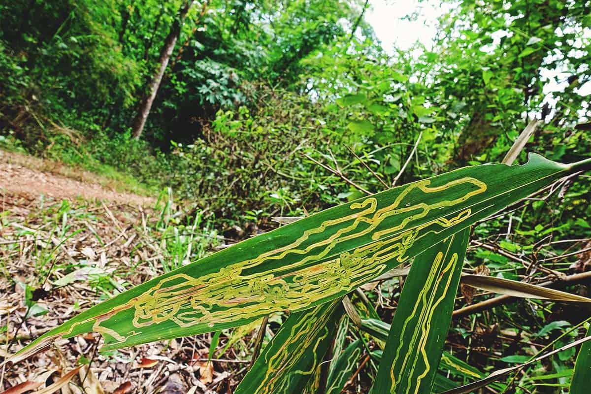 Leaf Miners How to Prevent and Get Rid of These Pests from Your Garden FI