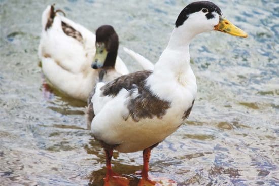 Magpie Ducks: Adorable Dual-Purpose Duck Breed
