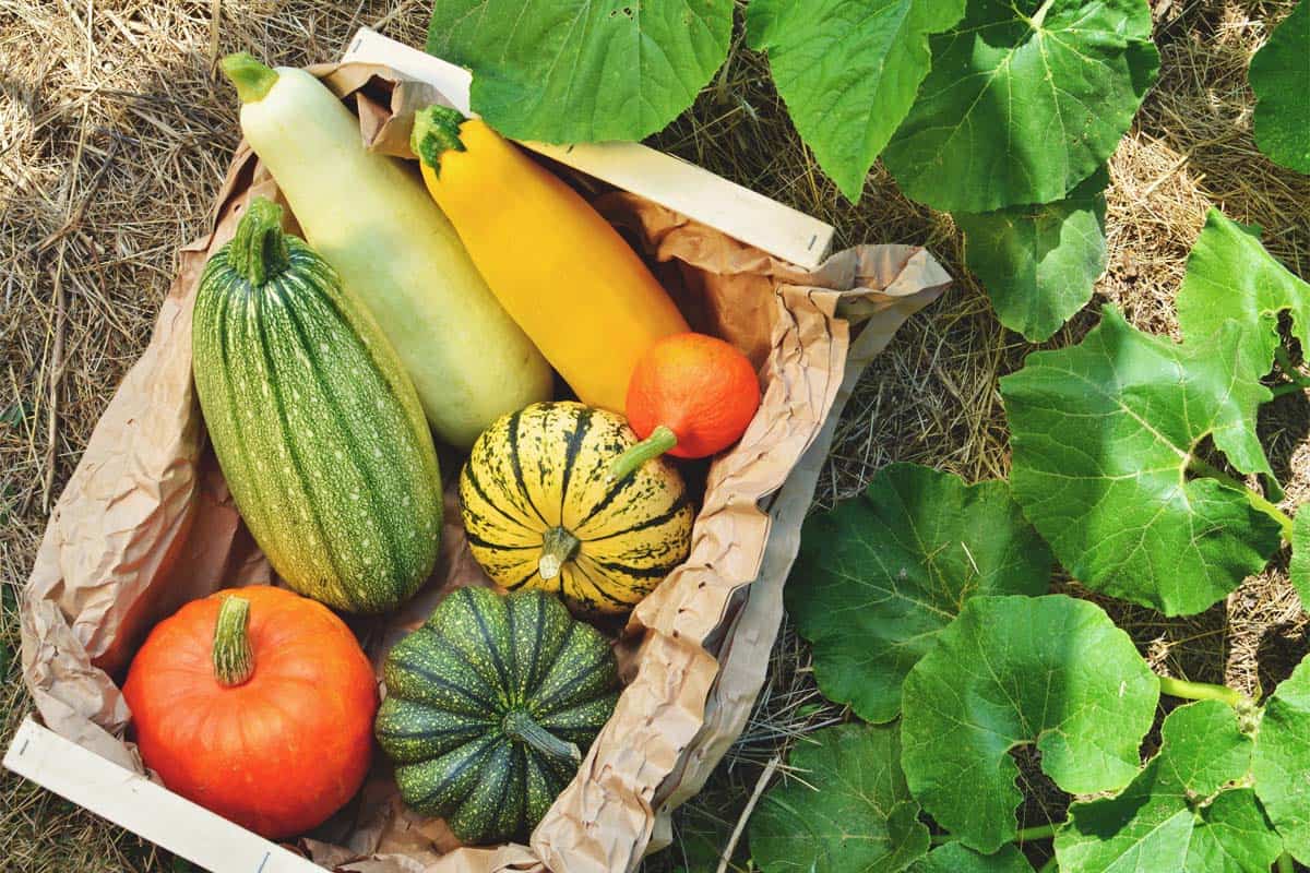 Winter Squash Best Varieties Growing Guide Care Problems And Harvest FB 