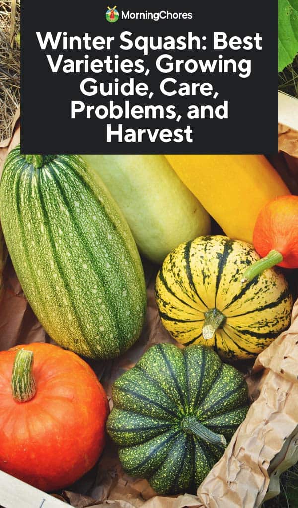 Winter Squash: Best Varieties, Growing Guide, Care, Problems, and Harvest