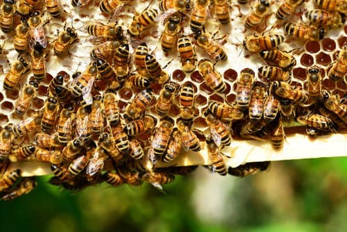 spring chores for honey bees include checking on their health