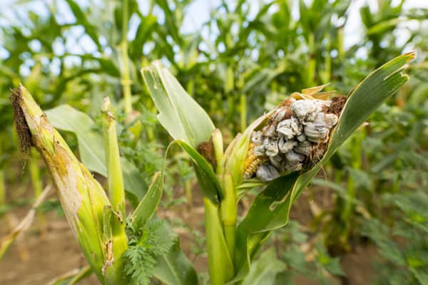 17 Corn Plant Growing Problems and How To Fix Them