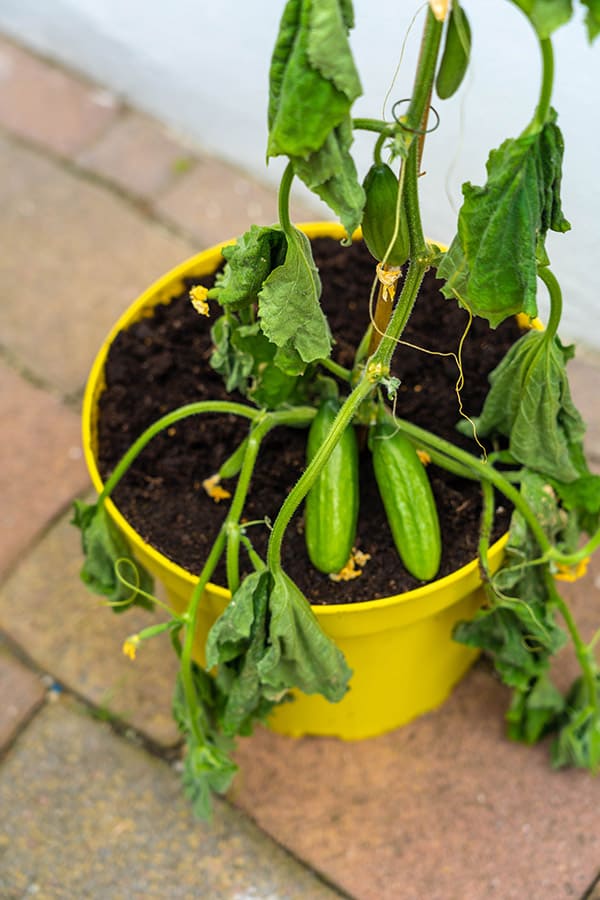 how-to-deal-with-fusarium-wilt-in-your-garden-plants