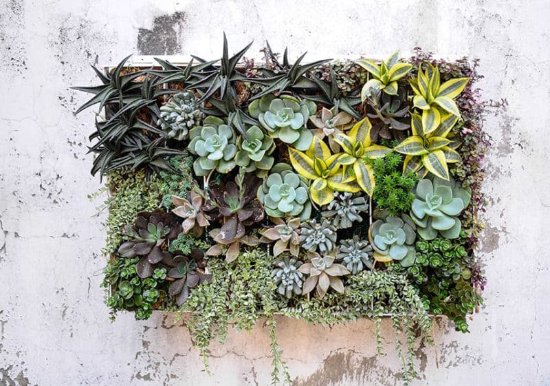 Indoor Plant Wall / Living Walls 10 Great Ways To Grow Your Walls Green Bob Vila - This episode of we spy style: