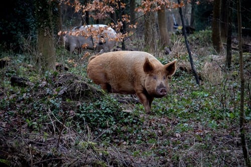 feeding bread to pigs, even those roaming about