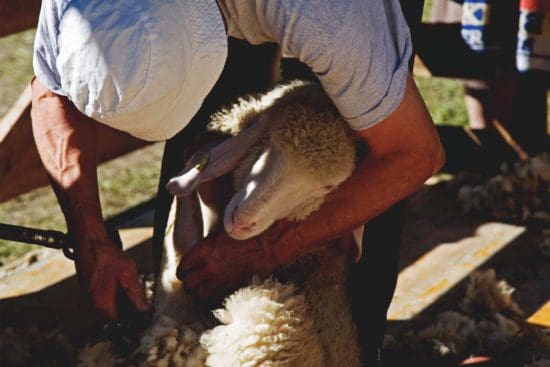 10 Easy Sheep Handling Tips To Make You a Confident Shepherd