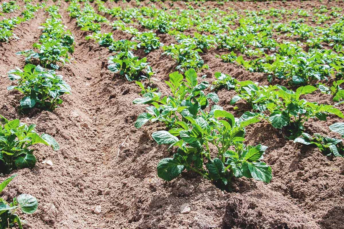7 critical tips to improve potato production in beds and containers