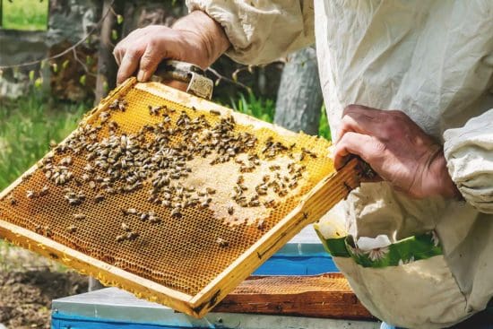 9 Spring Beekeeping Chores to Add to Your To-Do List