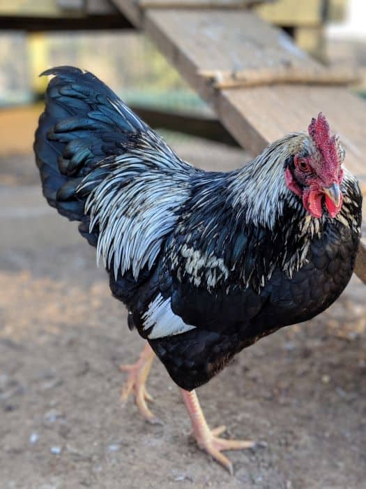 some breeds produce less overeager roosters