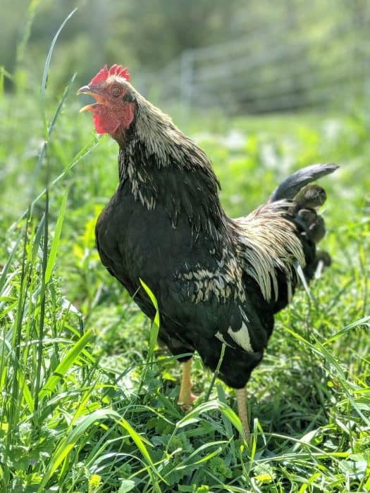 overeager roosters can injure the  hens