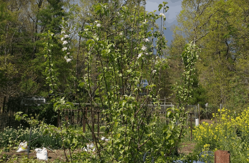 A great example of a fast fruit production hack is this dwarf apple tree