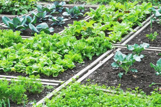 Gardening Crash Course: Grow & Harvest Your First Vegetable in Under a Month