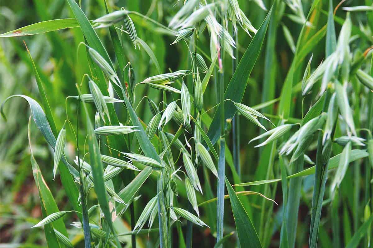 Growing Oats Best Varieties Planting Guides Care Problems And Harvest Growing Oats Best Varieties Planting Guides Care Problems And Harvest