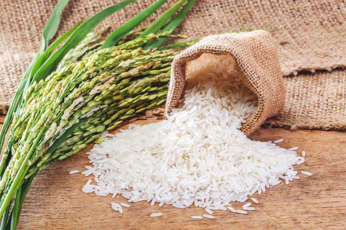 Upland Rice Varieties Growing Guide Care Problems And Harvest