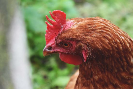 How to Diagnose and Treat Crop Ailments in Chickens
