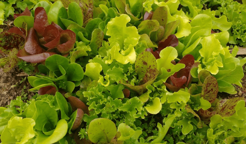 Lettuce is an easy plant for new gardeners