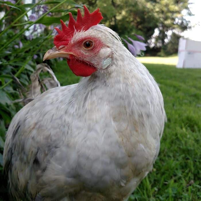 overzealous rooster