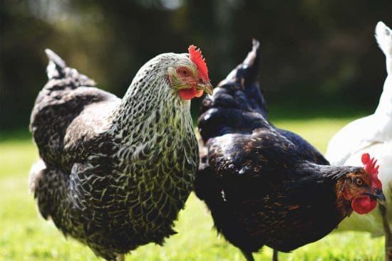 Why You Should Prevent Your Chickens from Getting Bored and How