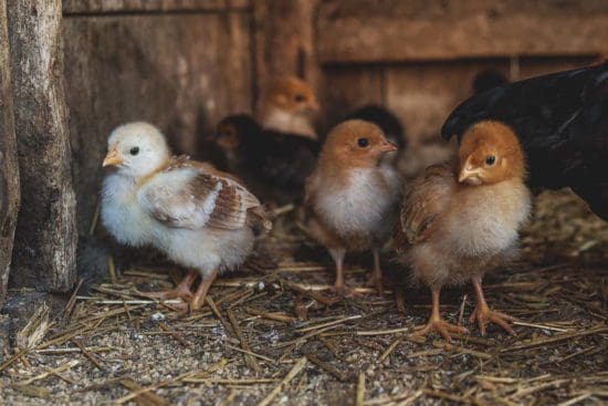 Why You Shouldn’t Panic Buy Chickens in the Middle of a Crisis