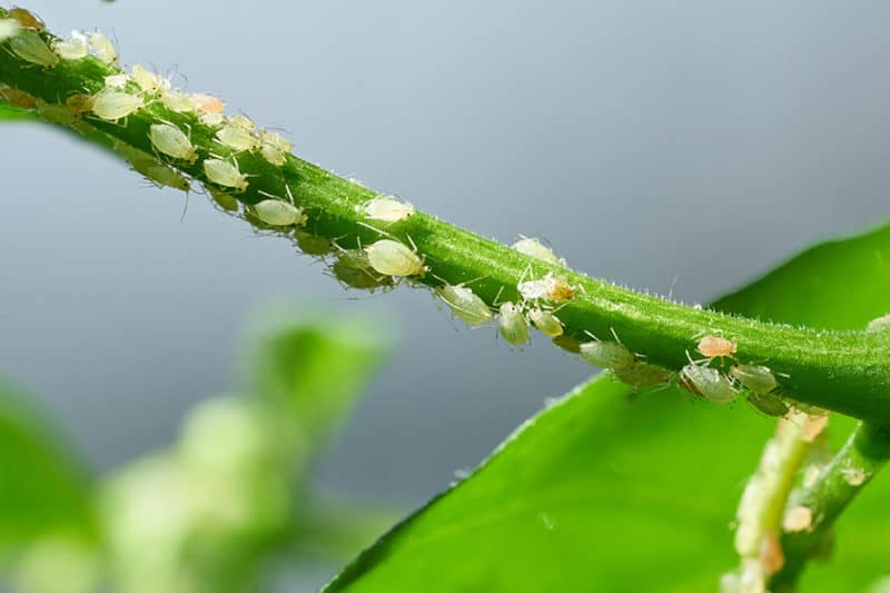 Aphids on Curry Leaf Plant 