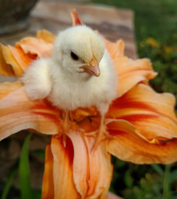 preventing bored chickens starts with chicks