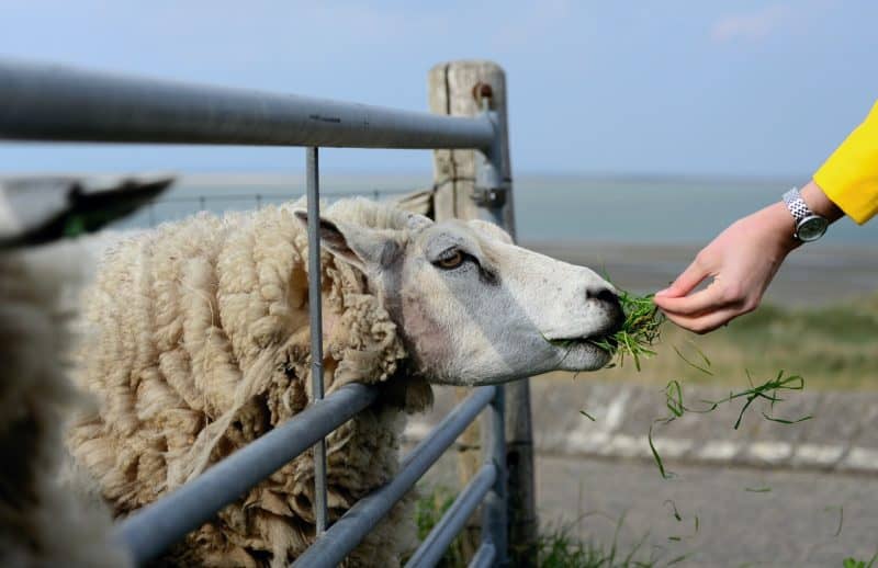 Get to know your sheep to make sheep handling easier