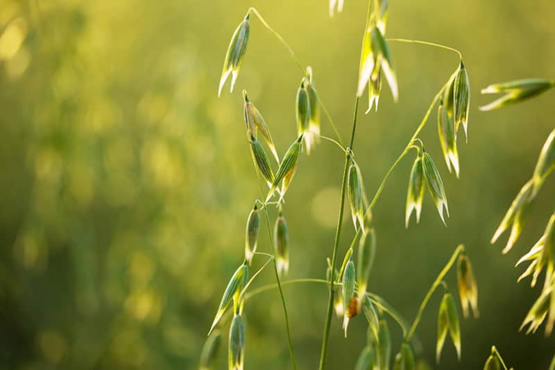 Growing Oats: Best Varieties, Planting Guides, Care, Problems and Harvest How Many Pounds Of Oats To Plant Per Acre