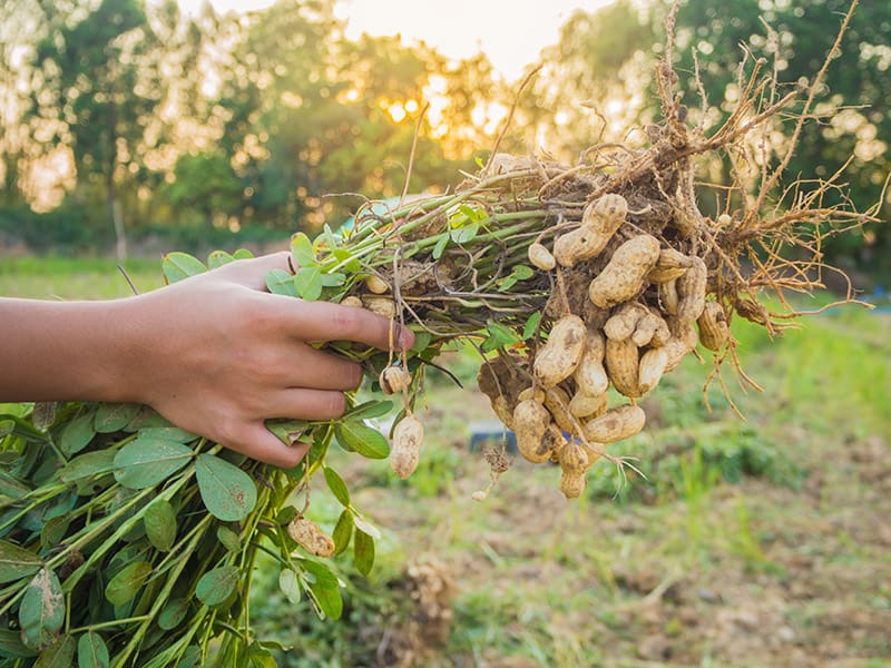 Peanut Plants