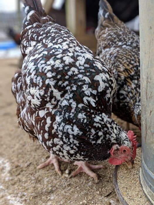 preventing bored chickens is good for you and them