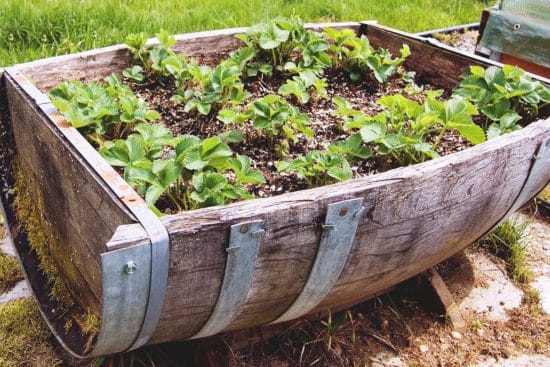 15 Tips to Make Gardening for Seniors Easier and More Accessible