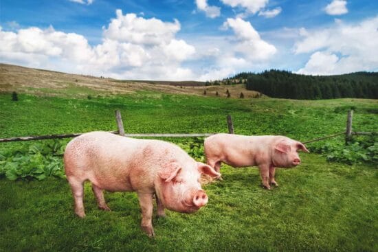 5 Benefits of Raising Pigs on Pasture and 8 Tips to Do It Better