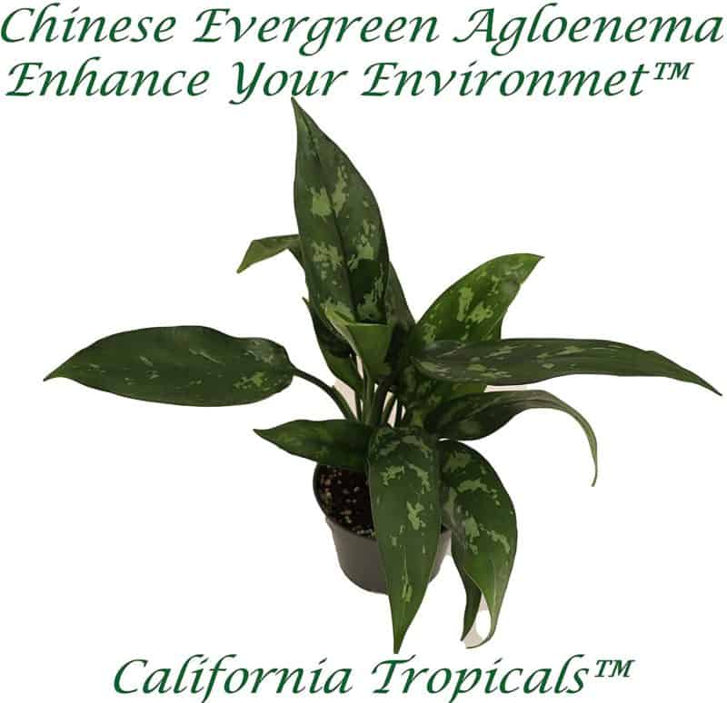 Chinese Evergreen
