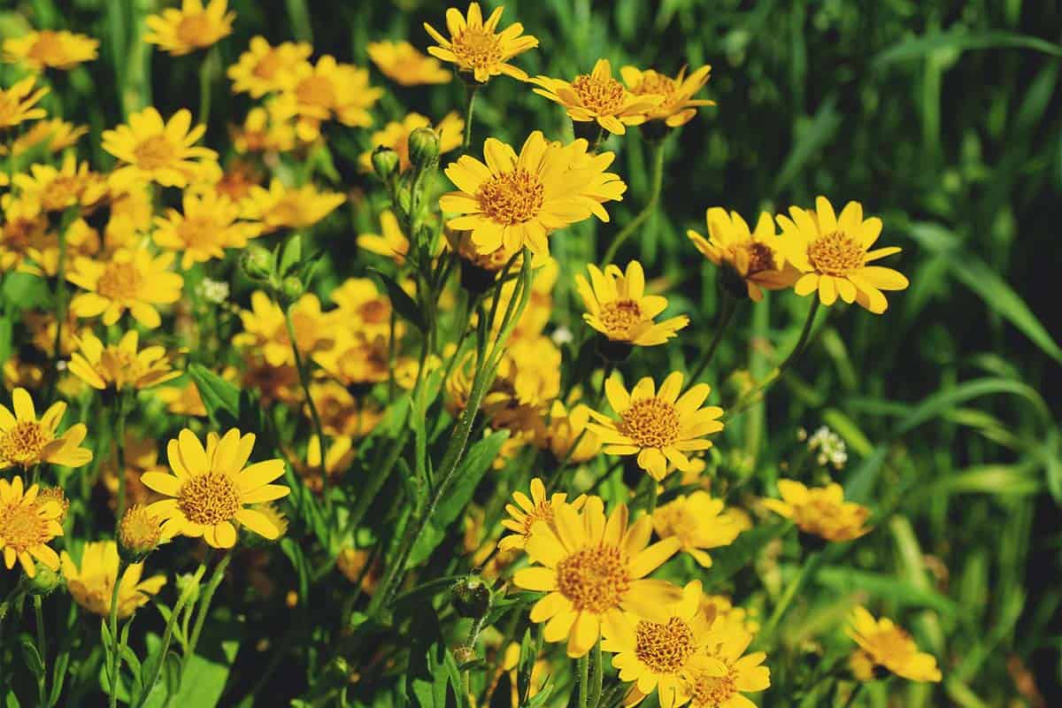 Growing Arnica: Varieties, Planting Guide, Care, Problems, and Harvest